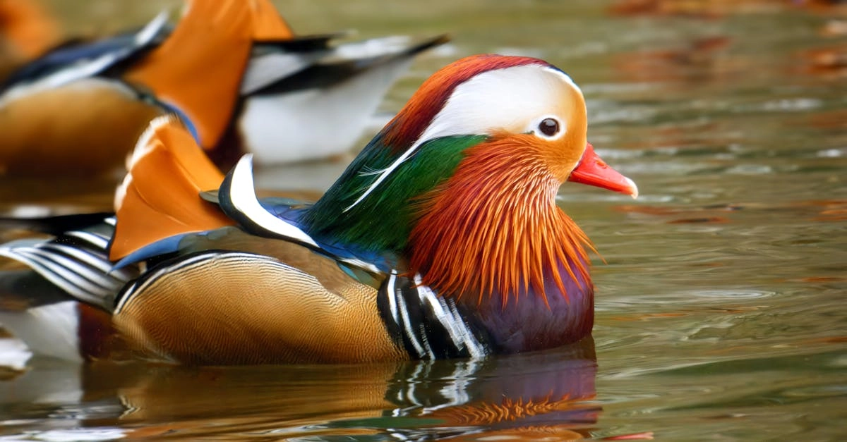 découvrez le 'duck stance', une position unique et stylée pour les passionnés de snowboard et de skateboard. optimisez votre équilibre et améliorez vos performances en apprenant cette technique incontournable qui allie confort et style sur la neige.