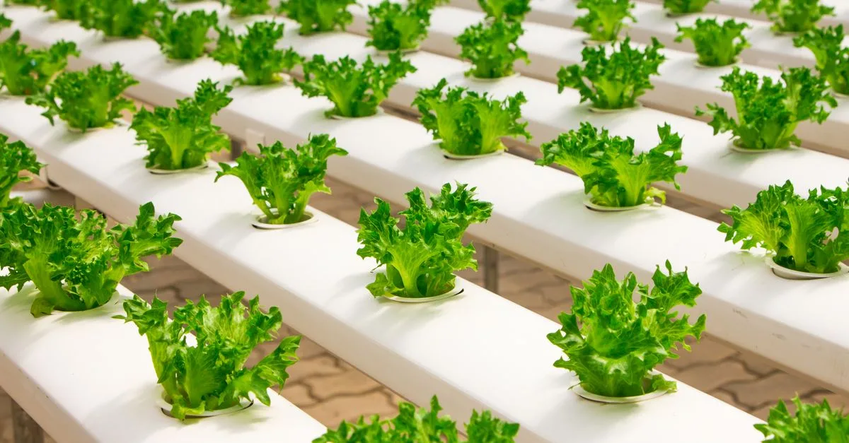découvrez les meilleures techniques pour optimiser l'aquaponie, alliant culture de plantes et élevage de poissons de manière durable et efficace.