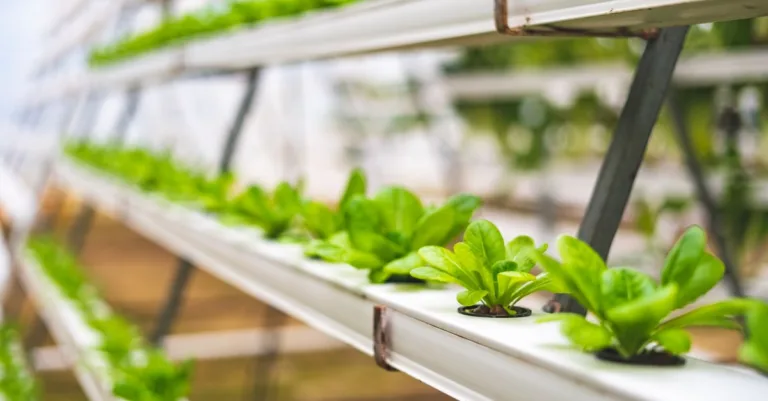 découvrez les meilleures techniques pour optimiser votre système d'aquaponie et maximiser la croissance des plantes et des poissons de manière durable et écologique.