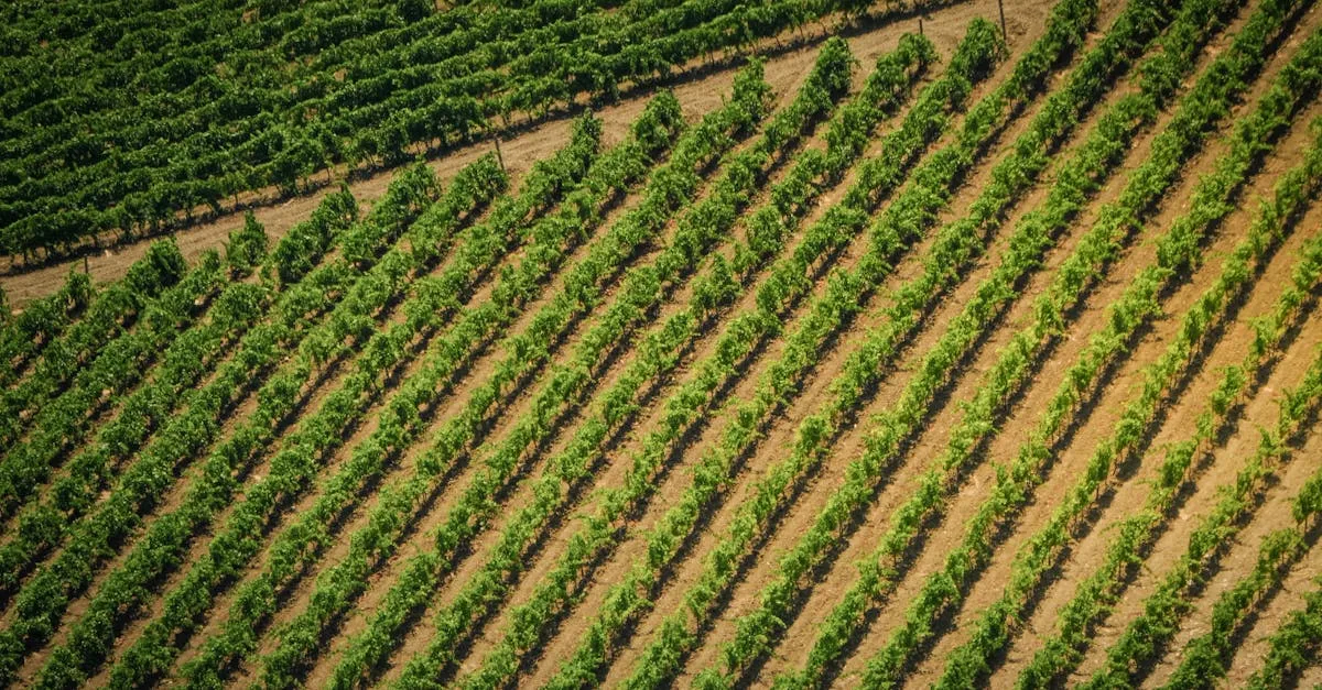 découvrez l'agriculture écologique, une méthode durable respectueuse de l'environnement qui favorise la biodiversité et préserve les ressources naturelles pour un avenir sain.