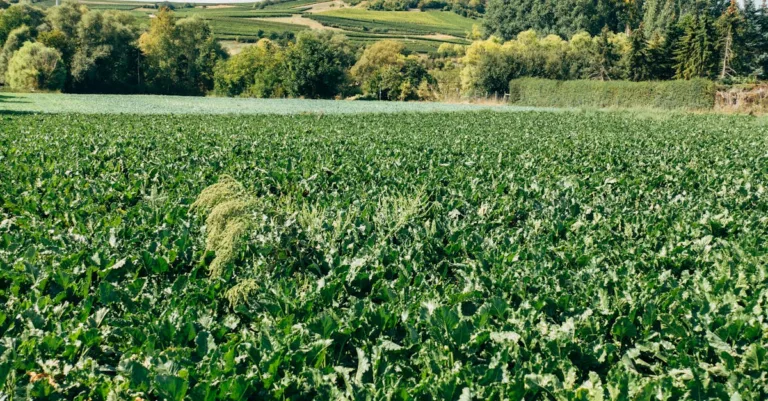 découvrez l'agriculture écologique, une méthode respectueuse de l'environnement qui favorise la biodiversité, préserve les sols et utilise des pratiques durables pour produire des aliments sains.
