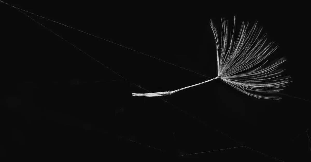 webfeather : votre solution légère et efficace pour la gestion de sites web, offrant simplicité et performance au service de votre présence en ligne.
