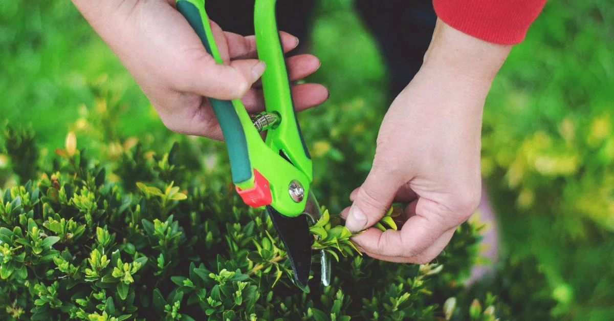 découvrez des conseils et techniques essentiels pour l'élagage afin de favoriser la croissance saine de vos plantes et arbres.